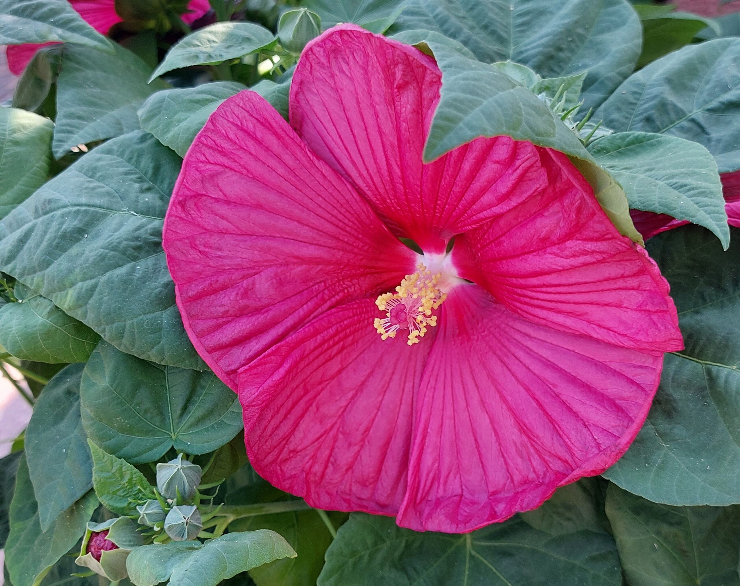 Staudenhibiskus Baumschule Erhardt