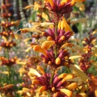 Duftnessel / Agastache aurantiaca Apricote-Sprite