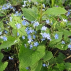 Kaukasusvergissmeinnicht / Brunnera macrophylla