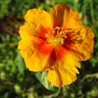 Sonnenröschen / Helianthemum x cultorum Braungold