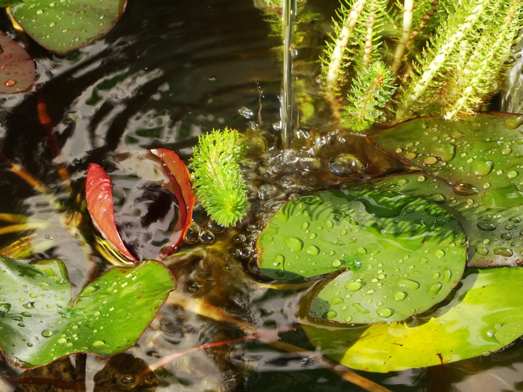 Wasserpflanzen Für Ihren Gartenteich Baumschule Erhardt